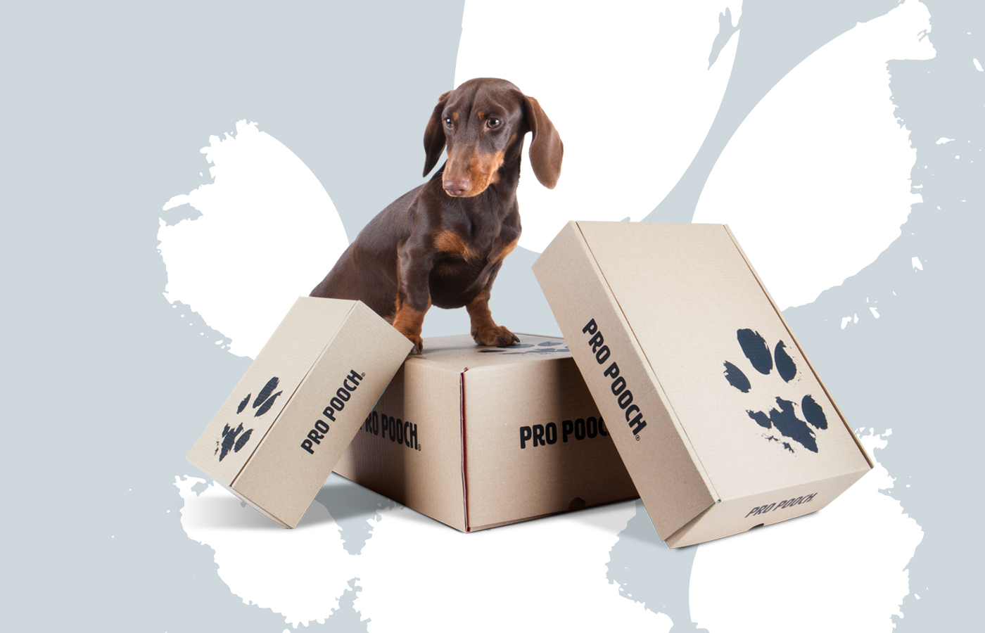 Rapid Fire Pro Pooch Branding and Graphic Design Delivery BoxesB